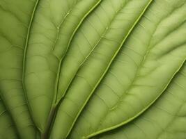 A detailed macro image of a fresh leaf, focusing on the intricate vein network that spreads across it. photo