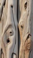 A high-detail close-up of driftwood, sun-bleached and featuring smooth grain and striking natural knots. photo