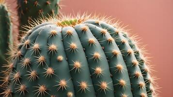 A macro shot of a cactus, emphasizing its pointed spines and the detailed, fleshy surface beneath. photo