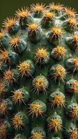 A macro view of a cactus, emphasizing the long, spiky thorns and the smooth, patterned surface of its body. photo