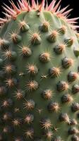 A detailed macro image of a cactus spiky needles and the intricate patterns on its fleshy skin. photo