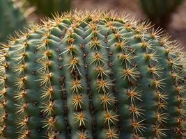 A close-up shot of a cactus, focusing on its sharp spines and textured, fleshy surface. photo