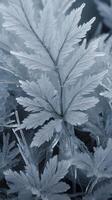 A sharp close-up of frost, capturing the exquisite detail of ice crystal formations in complex patterns. photo