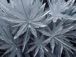 A macro view of frost patterns, highlighting the artistic formations of tiny, detailed ice crystals. photo