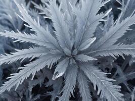 A macro shot of frost crystals, emphasizing the delicate and ornate patterns that form across the surface. photo