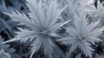 An extreme close-up of frost, showcasing the unique and detailed ice crystal formations. photo