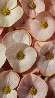 A highly magnified view of silky flower petals with an almost invisible layer of tiny hairs. photo