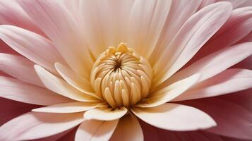 A zoomed-in perspective of silky flower petals featuring a fine layer of tiny hairs. photo