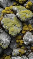 A high-resolution macro capture of rugged stone partially covered in intricate lichen growth. photo