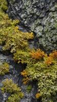 A close-up of a rock surface displaying an array of colorful lichen formations. photo