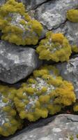 A zoomed-in, detailed image of lichen-covered rock, revealing complex textures and growth patterns. photo