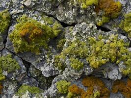 A high-definition close-up of different lichen textures blending on a rugged rock. photo