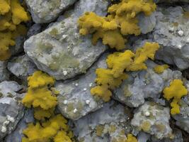 A sharp-focus macro image showcasing lichen colonies forming across a weathered rock. photo