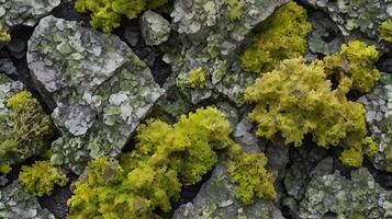 A close-up view displaying various types of lichen with intricate patterns on a rocky surface. photo