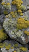 A macro shot capturing various lichen species growing across the rugged surface of a rock. photo