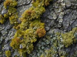 A high-resolution shot highlighting the diverse patterns of lichen on a rugged stone. photo