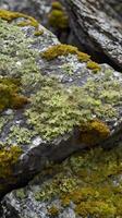 A highly detailed close-up of different types of lichen spreading across a rough rock. photo
