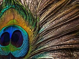 A close-up shot revealing the beautiful patterns and striking colors of a peacock feather. photo