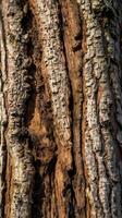 A close-up composition of a tree trunk with peeling bark revealing delicate patterns beneath. photo