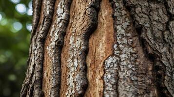 A zoomed-in perspective of a tree trunk showing the peeling bark and the textures underneath. photo