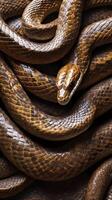 A high-definition macro shot showing the overlapping scales of a snake with a glossy, reflective surface. photo