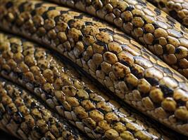 A finely detailed image of a snakes overlapping scales, each highlighted by a glossy sheen. photo