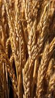 A sharp macro view of golden wheat stalks, showcasing their intricate, detailed structure. photo