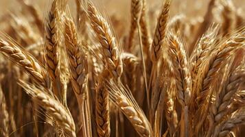 A crisp close-up of golden wheat stalks, highlighting their delicate features. photo