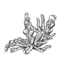 illustration composition with an underwater world. Coral, seaweed leaf plant. Tropical underwater element of natural bottom world. Hand drawn textured sketch in black ink graphically vector