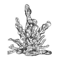 illustration composition with an underwater world. Coral, seaweed and stone rock. Tropical underwater element of natural bottom world. Hand drawn textured sketch black ink graphically vector