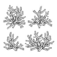 illustration of sea and ocean coral plant. Isolated object on a white background. Tropical underwater element of natural bottom world. Hand drawn textured sketch, isolated background vector