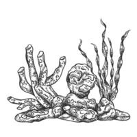 illustration composition with underwater world. Coral, seaweed and stone rock. Tropical underwater element of natural bottom world. Hand drawn textured sketch in black ink graphically vector