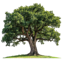 An oak tree is shown on a green field png