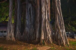 A massive banyan tree with intricate roots and a thick trunk, lit dramatically at night. Surrounded by parked cars, a paved walkway, and tropical greenery. photo