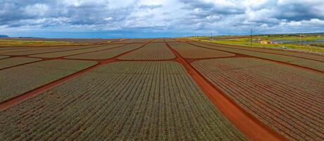 Neatly organized rows of pineapple plants on red soil stretch to the horizon. Distant structures and the ocean are visible under a cloudy sky. photo