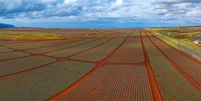 Aerial perspective of Oahu's Dole pineapple plantation with red soil fields, geometric patterns, a road, scattered buildings, and a cloudy ocean horizon. photo