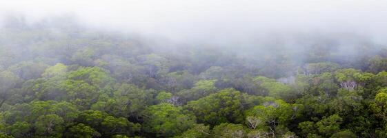 A mist covered tropical forest on Kauai island, Hawaii, featuring a vibrant green canopy, visible tree trunks, and an atmosphere of depth and mystery. photo