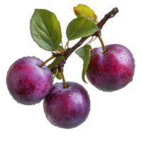 Three plums are on a branch with leaves png