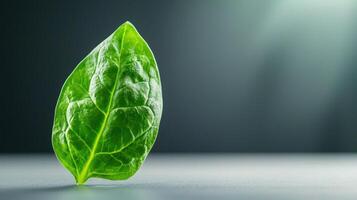 A single green leaf on a table photo