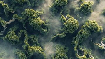 Aerial view of trees in the forest photo