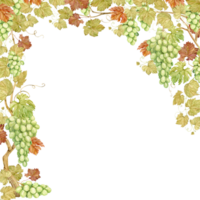Watercolor vertical frame with grapes. Illustration of grapevine, green berries and leaves. Frame for white wine, jam, juice label. Clipart for wine, cafe, restaurant. png