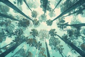 A view of tall trees in a forest photo