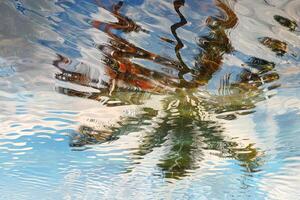 A palm tree is reflected in the water photo