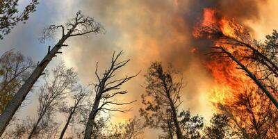 Fierce forest fire with towering flames engulfing tall trees and smoke photo
