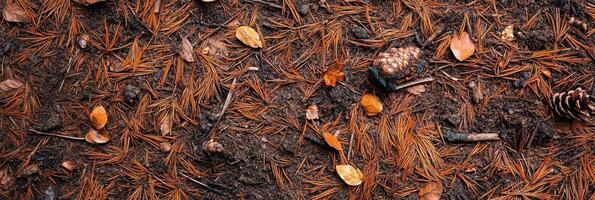 Forest floor covered with pine needles, leaves, and pine cones in autumn scene photo