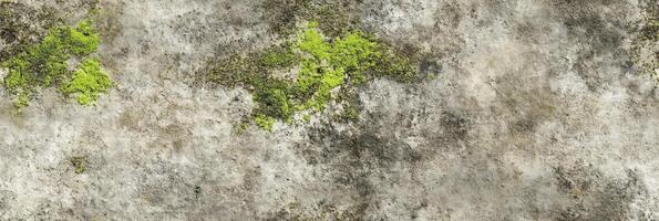 Weathered concrete wall with clusters of green moss for texture and background concept photo