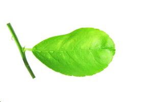 4. Isolation of green lime leaves with clipping paths on white background photo