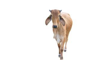 4. Cutout image of cow with precise clipping paths, set against white background. photo