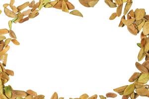 4. Cutout of leaf texture background with copy space and clipping paths on white background. Ideal for graphic design, card making, and nature themed creative projects. photo