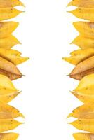 Cutout of yellow leaves with insect holes and dark spots on a white background with clipping paths. photo
